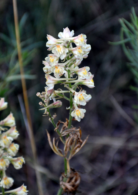 Image of Delphinium biternatum specimen.