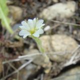 Cerastium