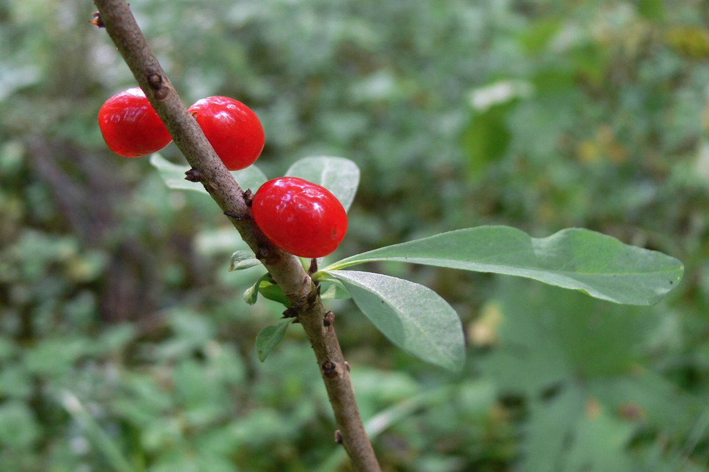 Image of Daphne mezereum specimen.