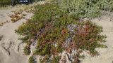 Carpobrotus edulis. Плодоносящие растения. Греция, о. Родос, морское побережье, склон над пляжем. Июль 2017 г.