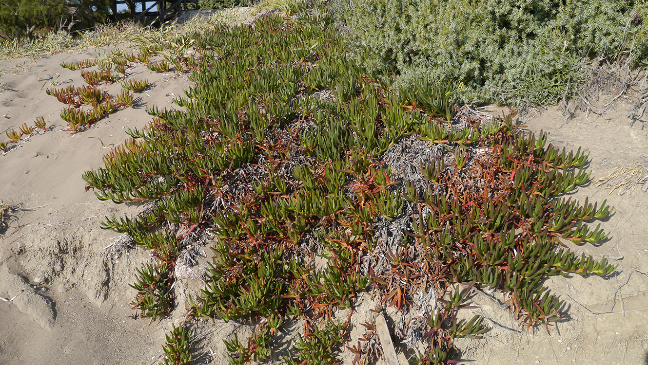 Image of Carpobrotus edulis specimen.
