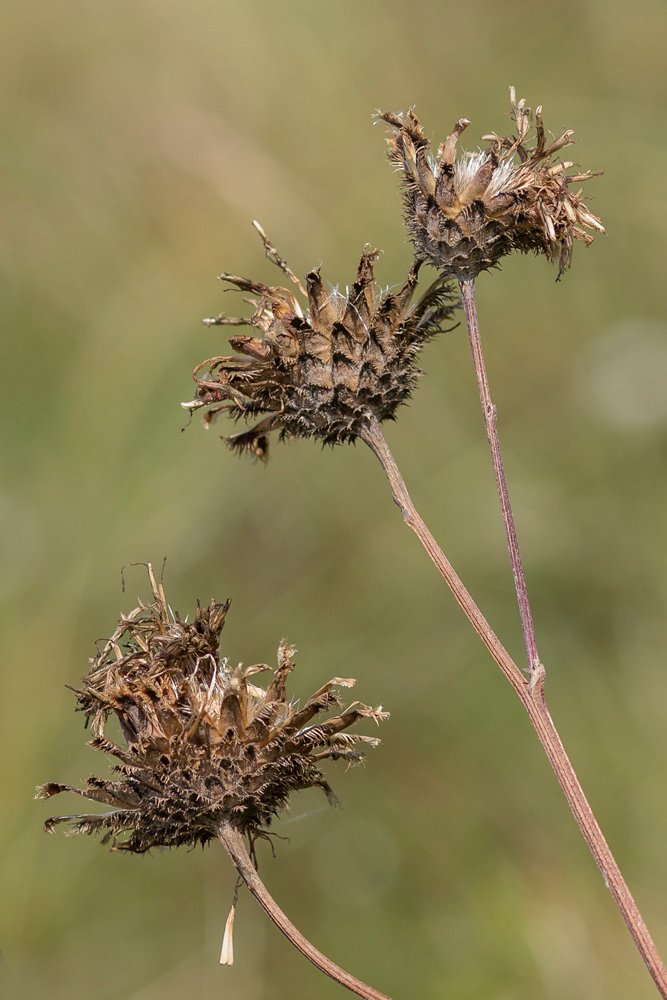 Image of Centaurea apiculata specimen.