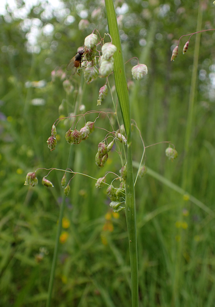 Image of Briza media specimen.