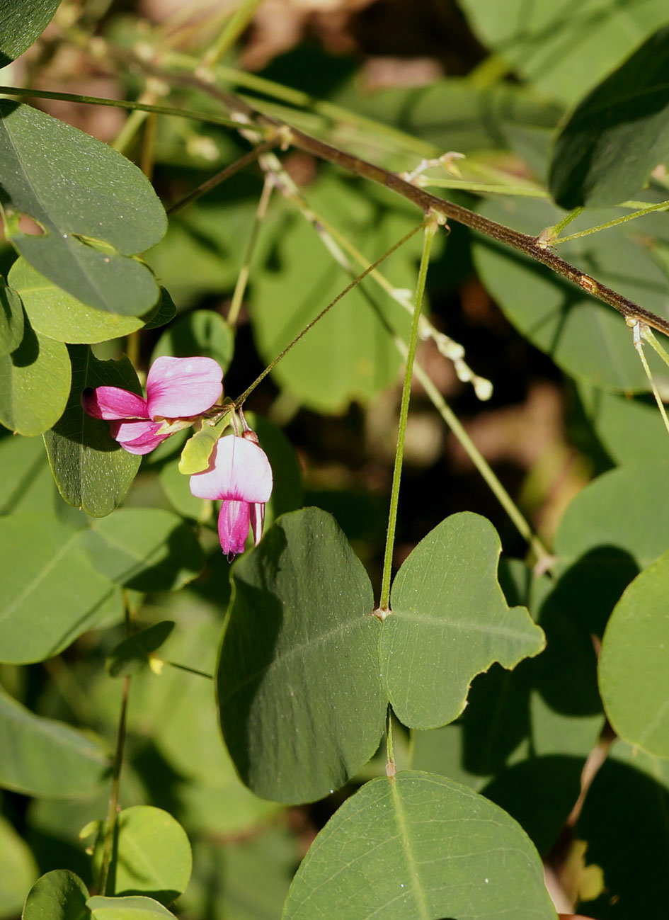 Изображение особи Lespedeza bicolor.