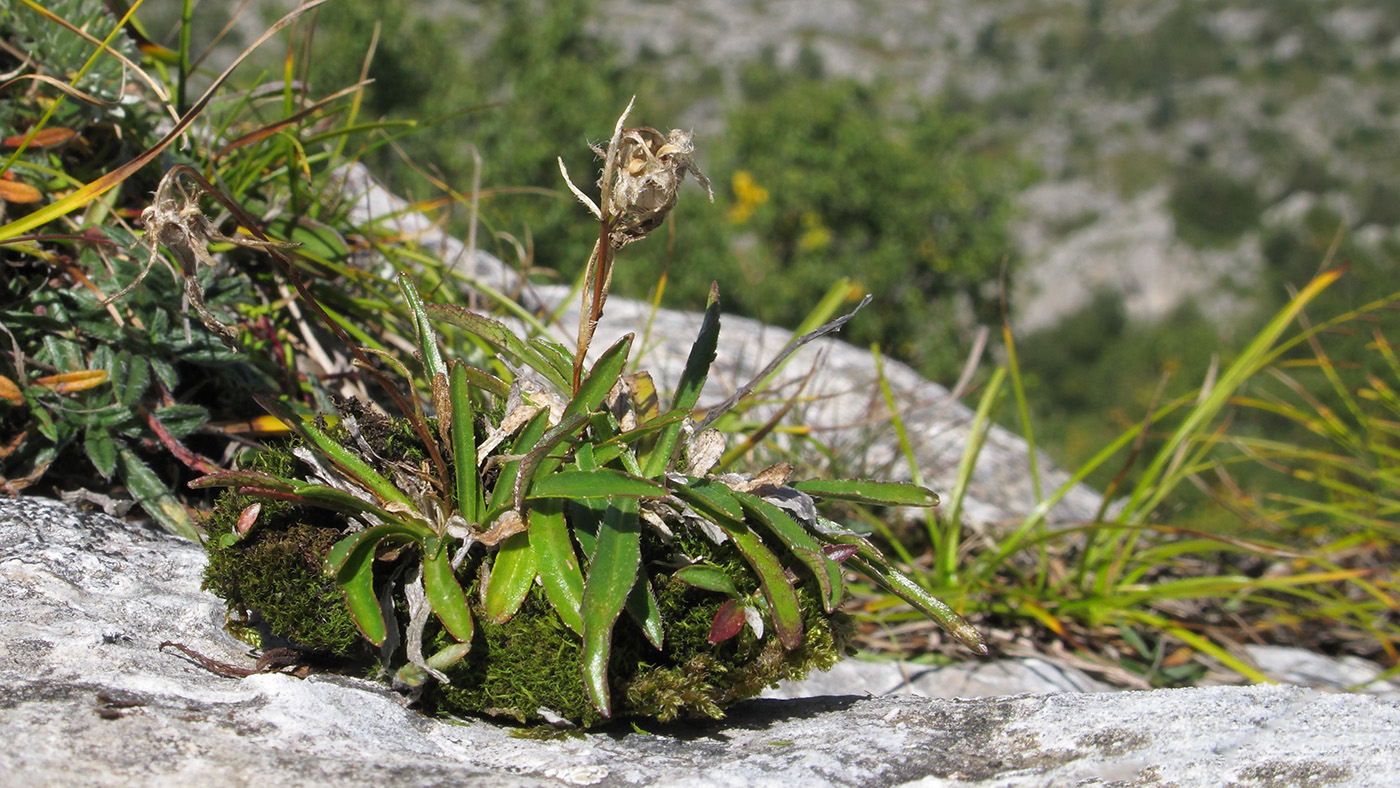 Изображение особи Campanula ciliata.