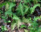 Polypodium vulgare. Вайи спороносящего растения. Украина, Волынская обл., Ратновский р-н, песчаная дюна севернее с. Комарово на левом берегу р. Припять. 27 июля 2009 г.