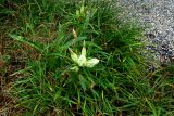 Gentiana algida