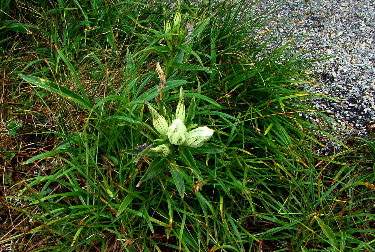 Изображение особи Gentiana algida.