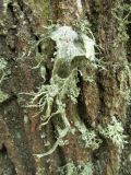 род Ramalina. Слоевище с апотециями на коре дуба черешчатого (Quercus robur). Беларусь, Гродненская обл., Новогрудский р-н, Дендропарк Новогрудского лесхоза. 24.11.2017.