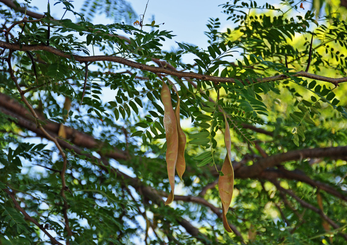 Image of Gleditsia triacanthos specimen.