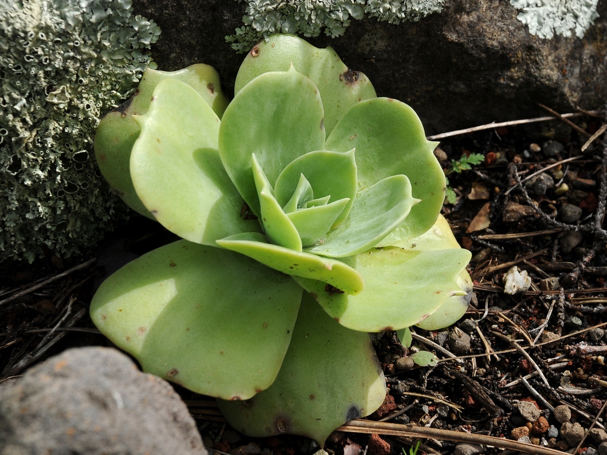 Изображение особи Dudleya pulverulenta ssp. arizonica.