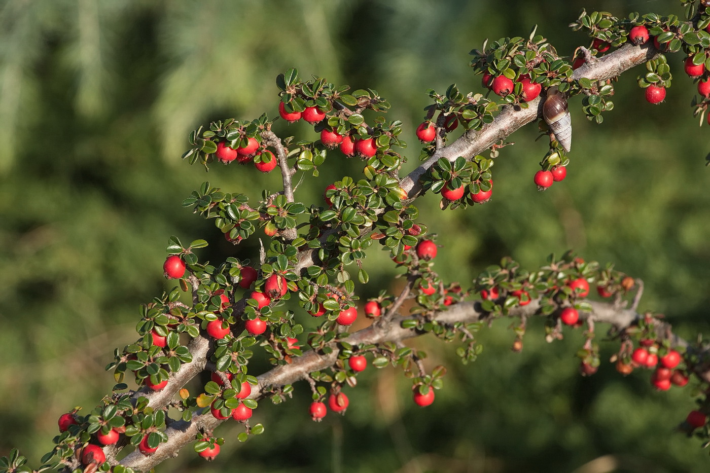 Изображение особи род Cotoneaster.