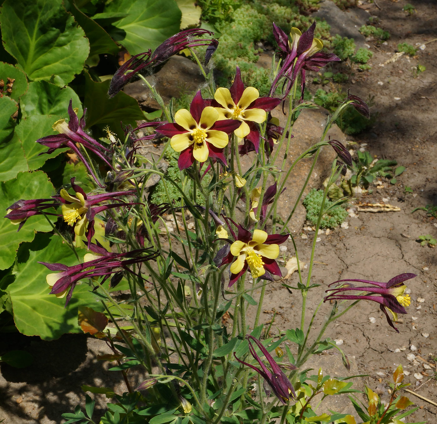 Изображение особи Aquilegia coerulea.