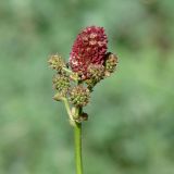 Sanguisorba officinalis. Соцветие. Иркутская обл., оз. Байкал, о. Ольхон, окр. пос. Хужир, пустырь. 14.07.2017.