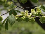 Ulmus glabra. Боковой побег с соплодиями. Северная Осетия, нижняя часть Куртатинского ущелья. 06.05.2010.