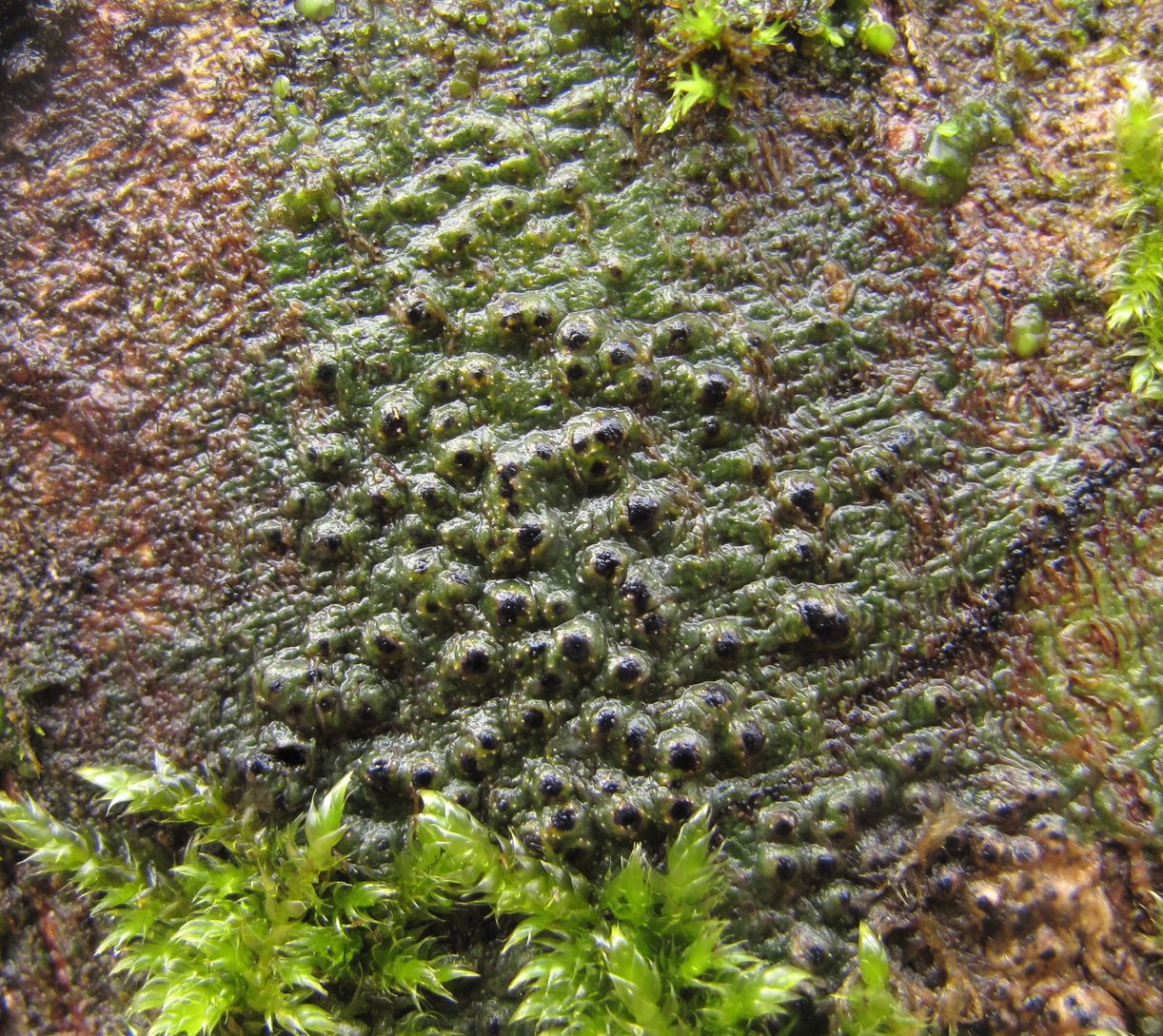 Image of genus Pyrenula specimen.