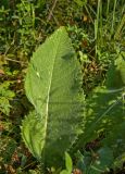 Cirsium heterophyllum. Лист. Северный Урал, Пермский край, правый берег р. Язьва выше с. Верх-Язьва, у лесной грунтовой дороги. 21 августа 2016 г.