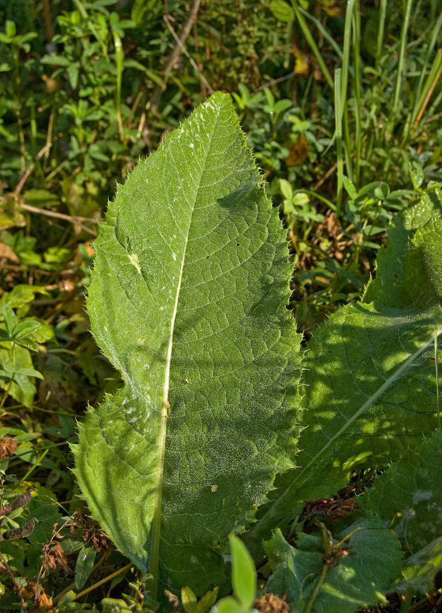 Image of Cirsium heterophyllum specimen.