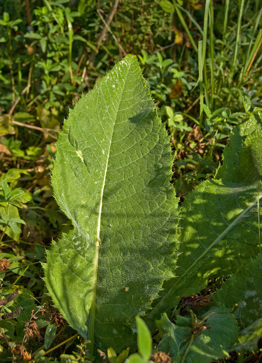 Изображение особи Cirsium heterophyllum.