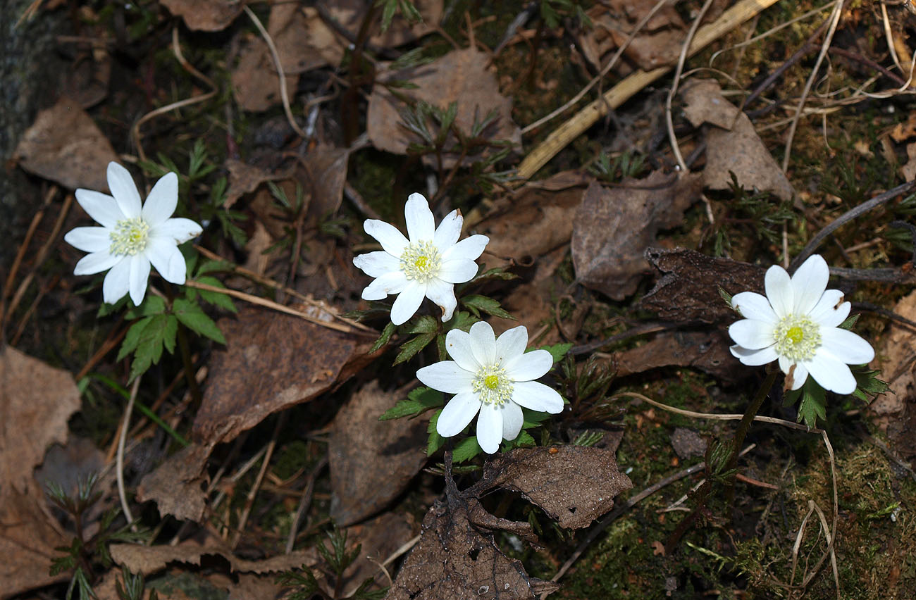 Изображение особи Anemone altaica.