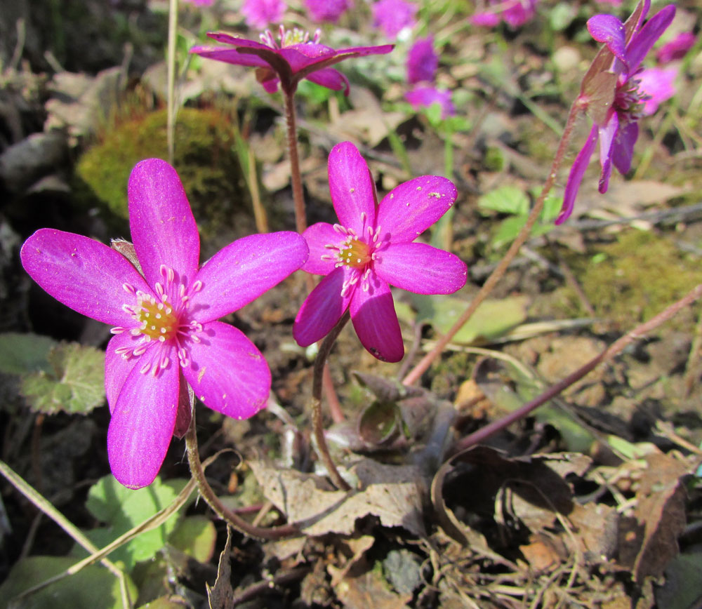 Image of Hepatica americana specimen.