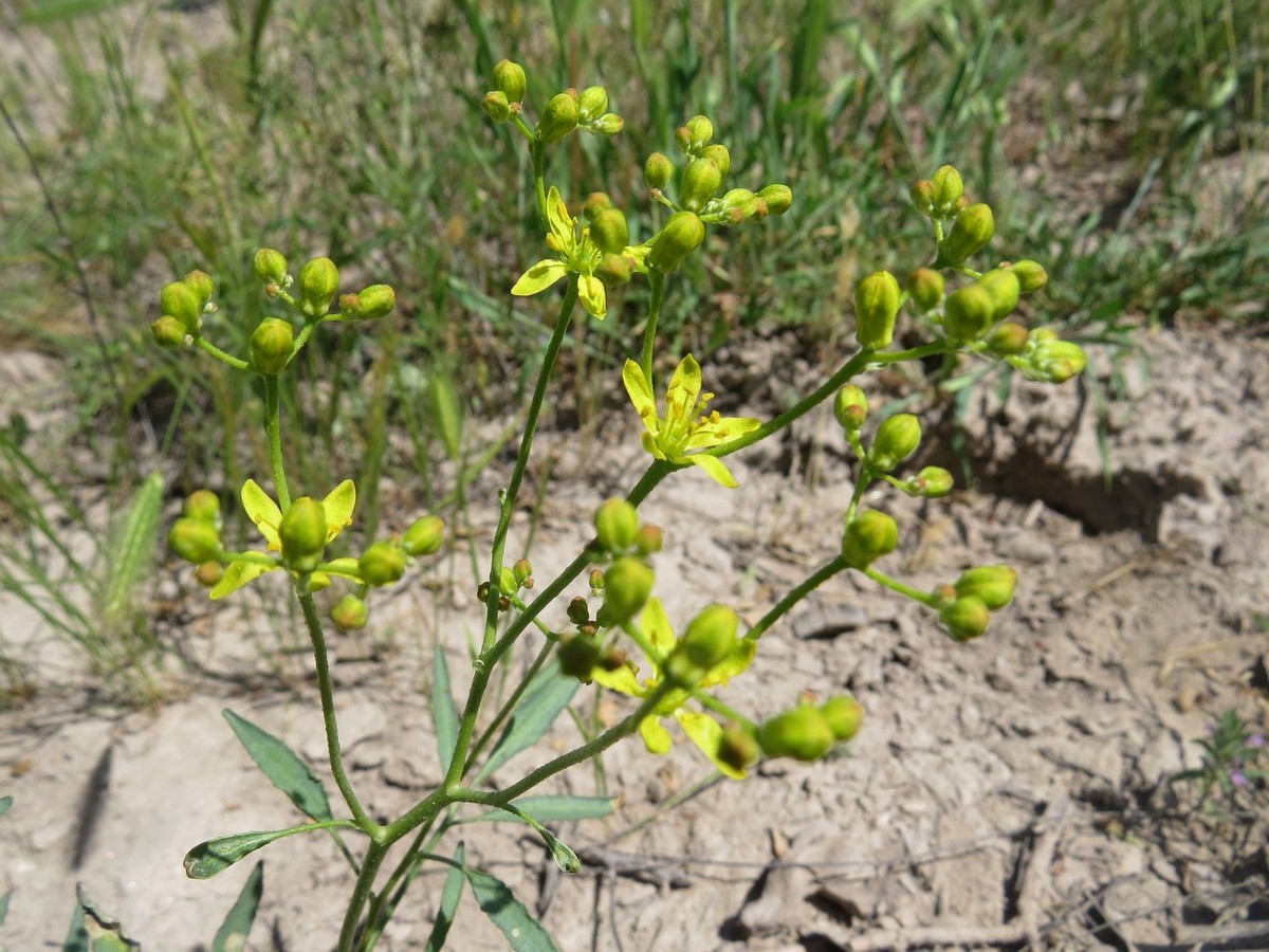 Image of Haplophyllum alberti-regelii specimen.