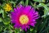 Carpobrotus acinaciformis. Цветок. Израиль, г. Тель-Авив, возле моря. 07.04.2018.