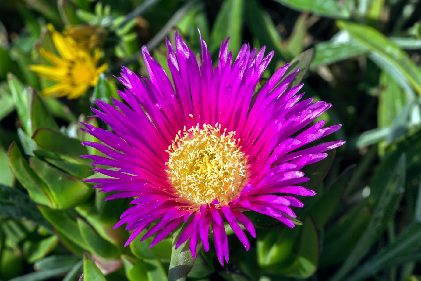 Изображение особи Carpobrotus acinaciformis.