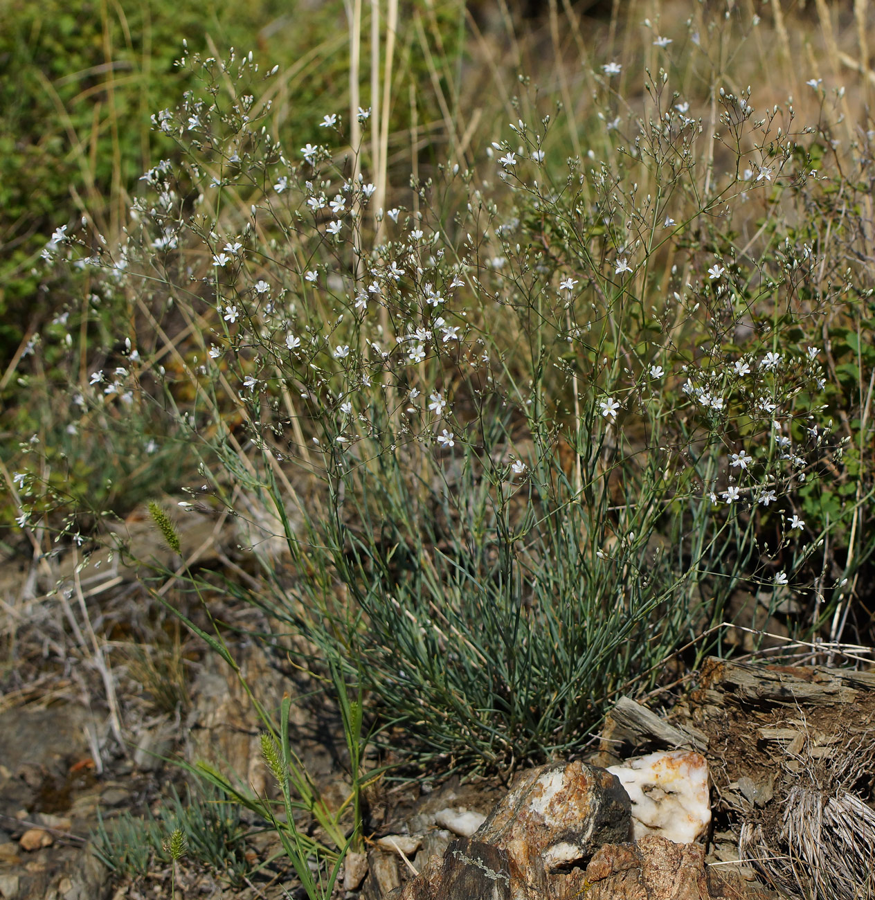 Изображение особи Gypsophila patrinii.