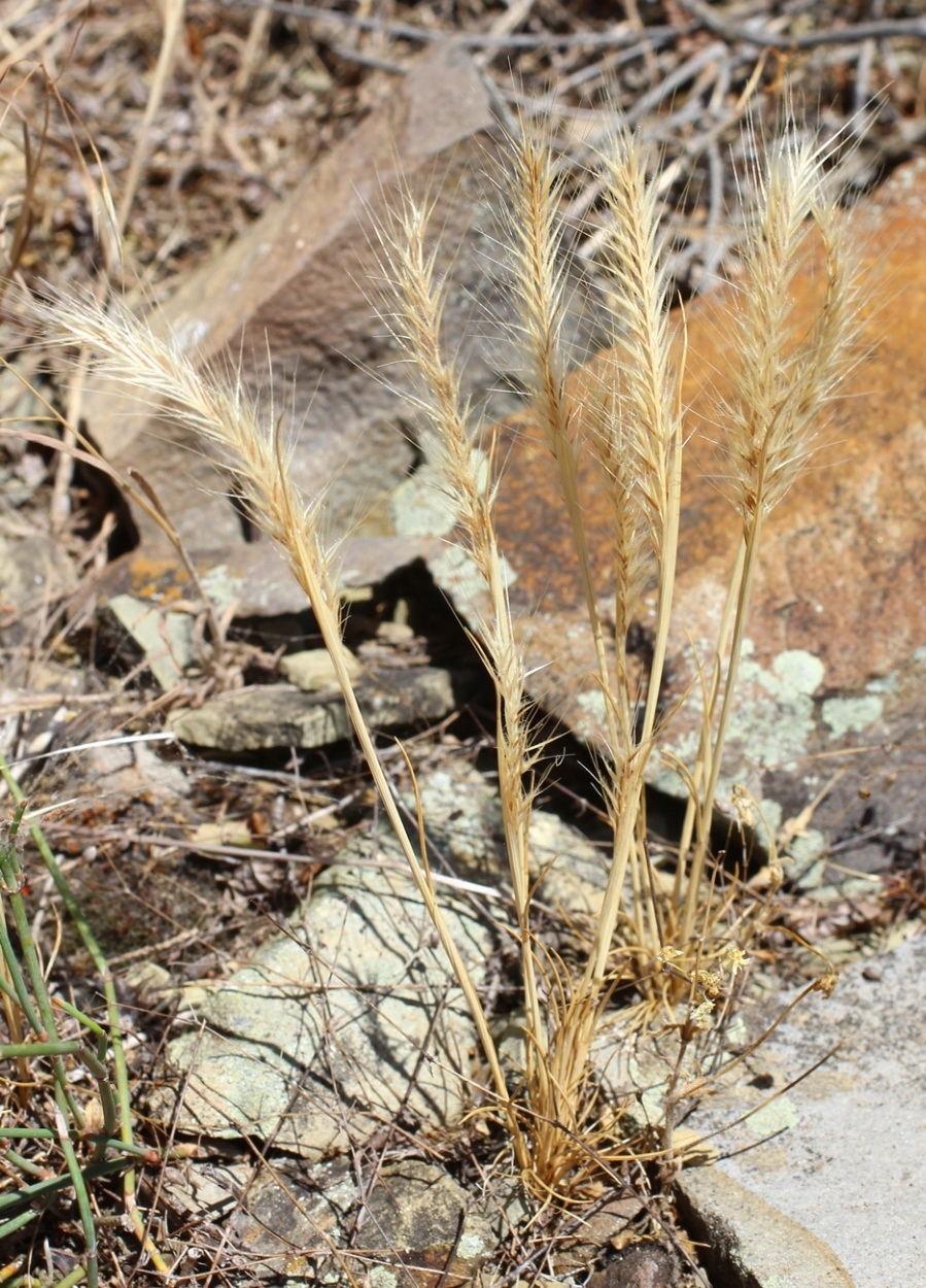 Image of Vulpia ciliata specimen.