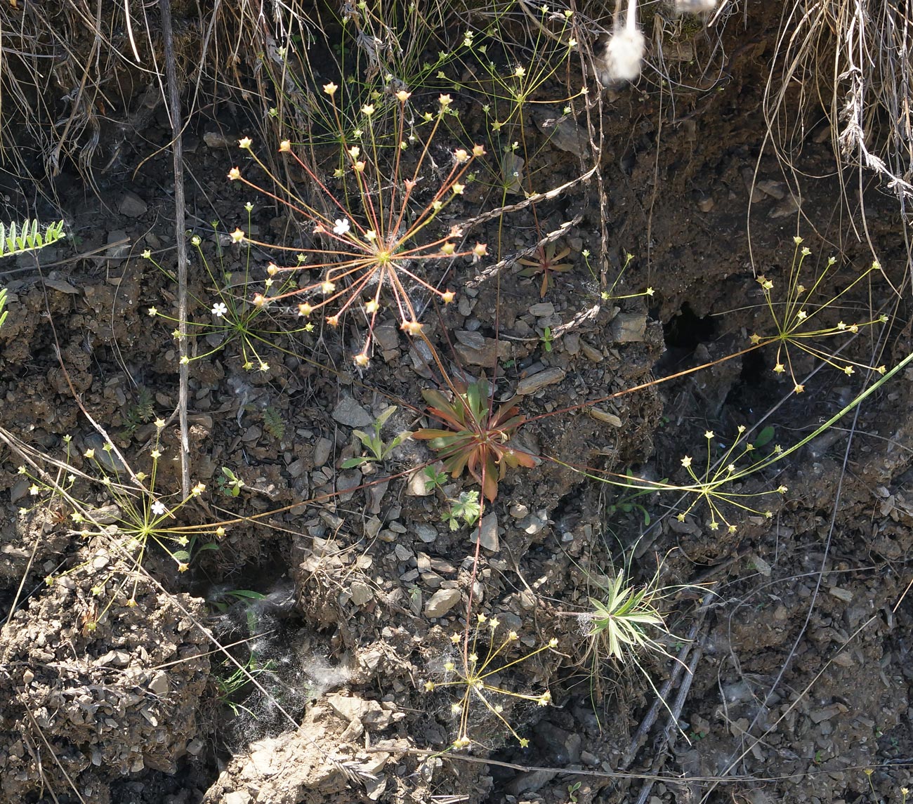 Image of Androsace septentrionalis specimen.