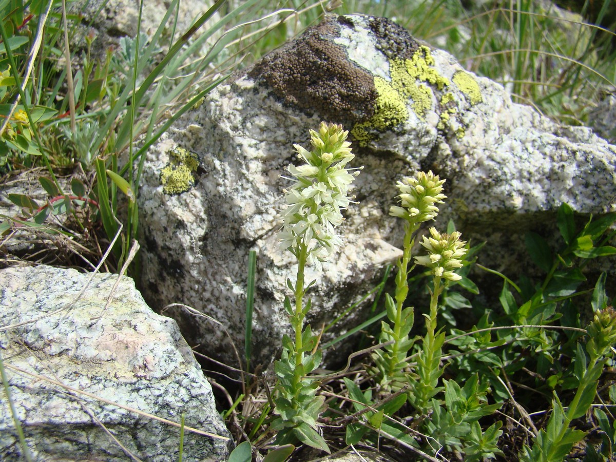 Image of Veronica tianschanica specimen.