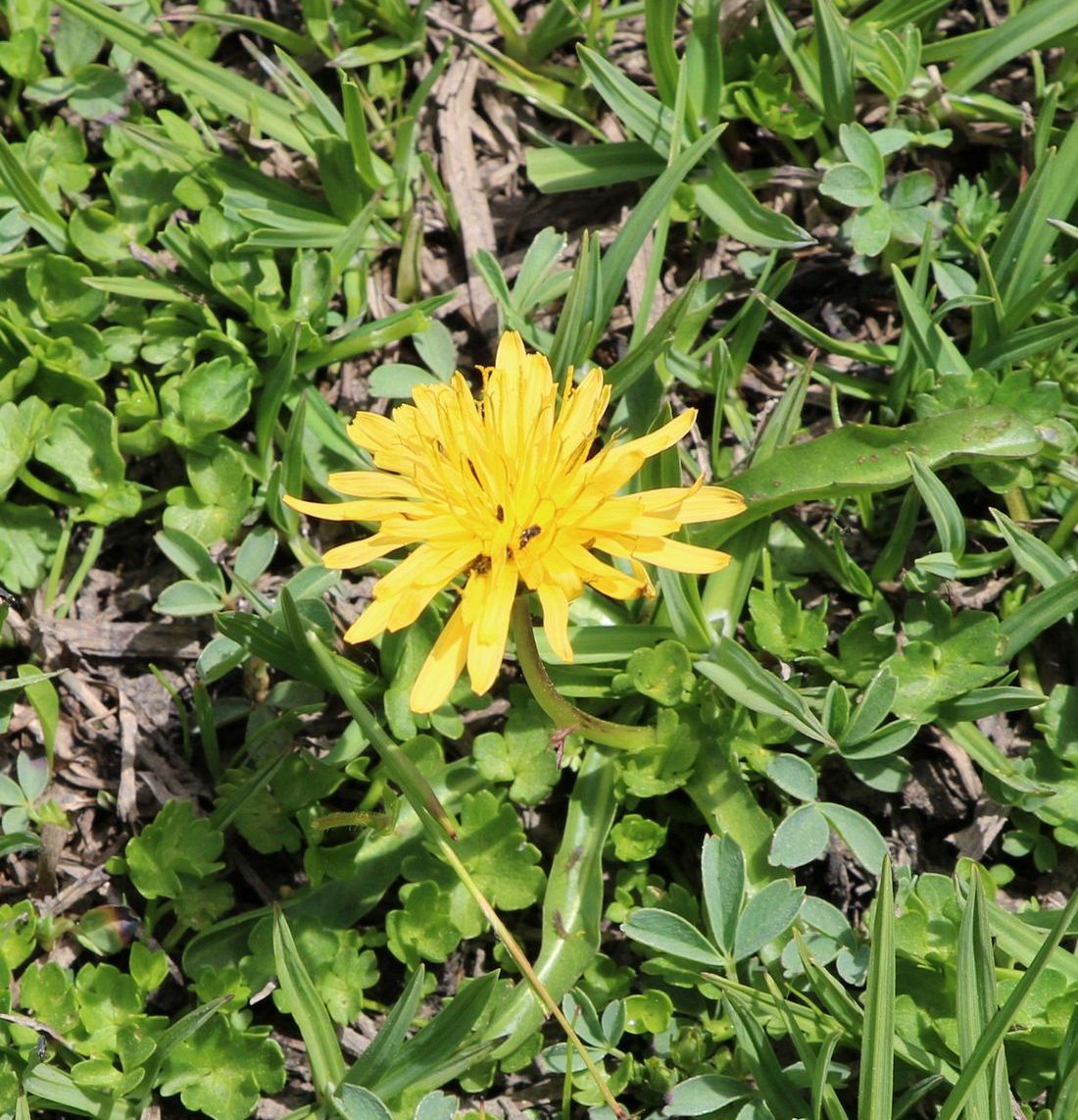Image of genus Taraxacum specimen.