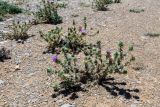Cousinia libanotica. Цветущие растения. Израиль, горный массив Хермон, выс. 1400 м н. у. м. 07.07.2018.