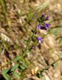 Campanula bononiensis