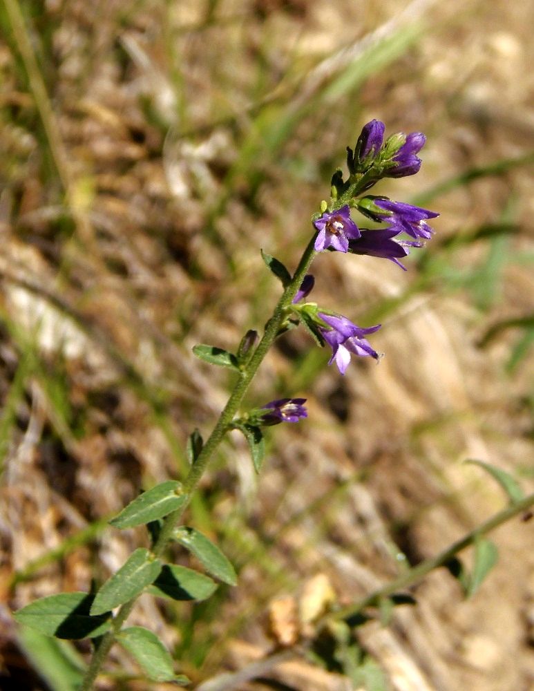 Изображение особи Campanula bononiensis.