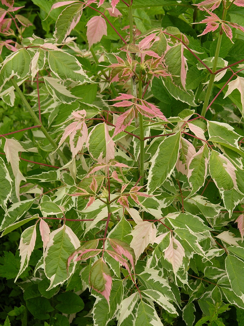 Image of Acer negundo specimen.