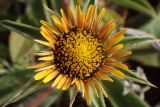 Pallenis spinosa