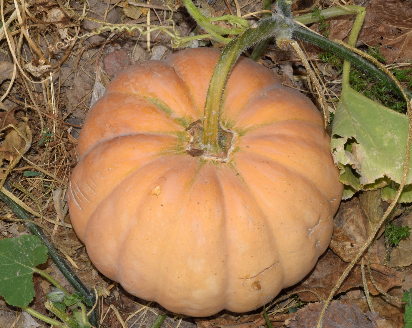 Изображение особи Cucurbita pepo.