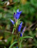 Gentiana pneumonanthe. Верхушка побега с цветком и бутонами. Московская обл., Шатурский р-н, долина р. Поля, окраина прибрежного ивняка. 18.08.2018.