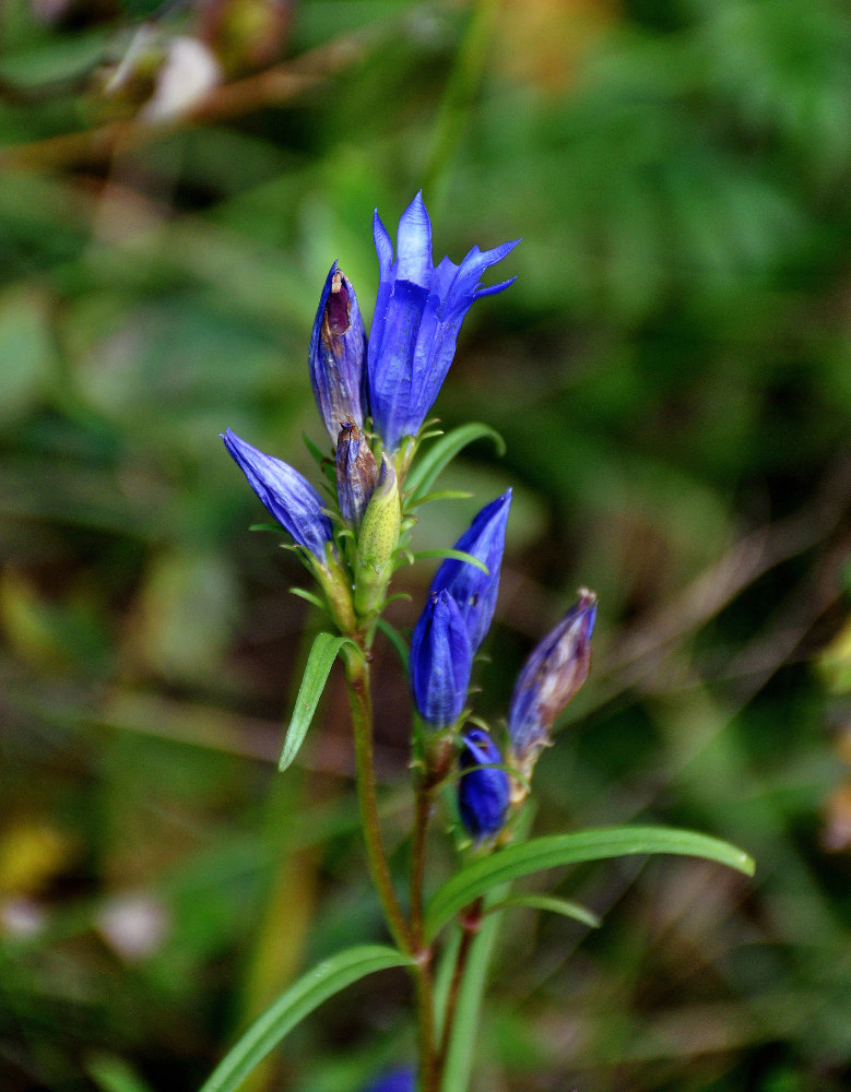 Image of Gentiana pneumonanthe specimen.