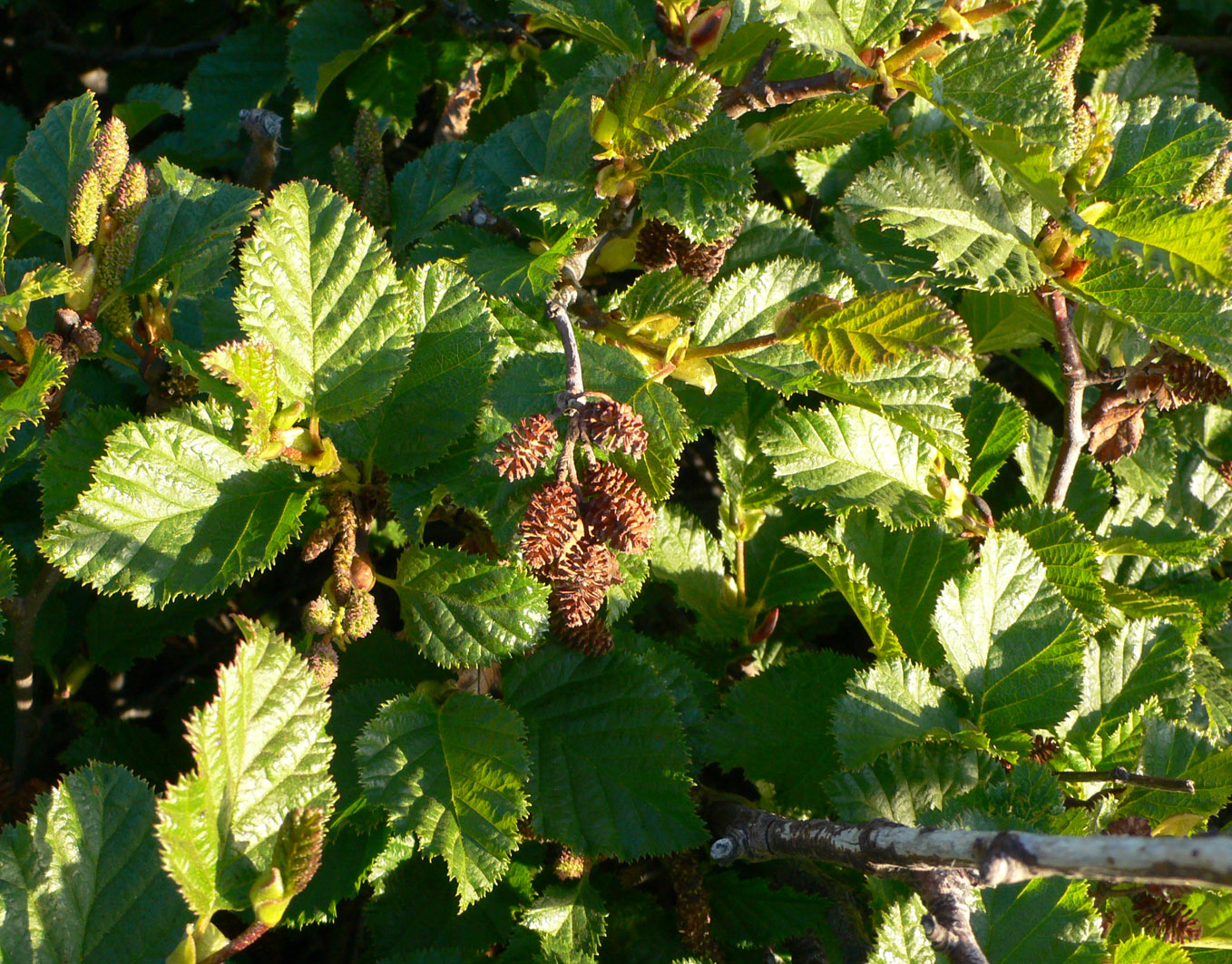 Изображение особи Duschekia fruticosa.