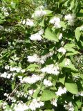 род Deutzia