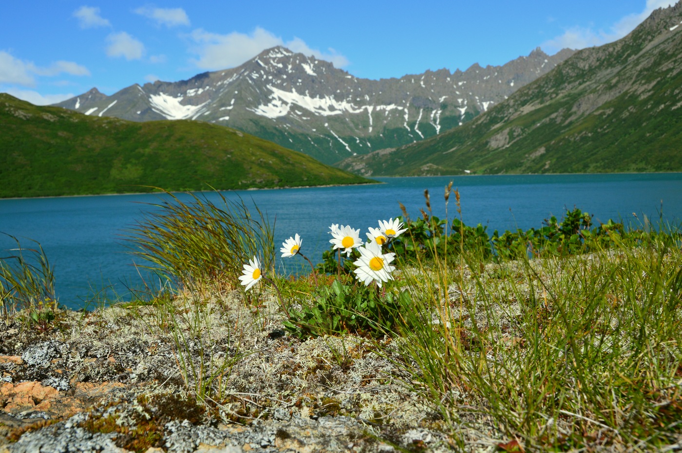 Изображение особи Arctanthemum arcticum.