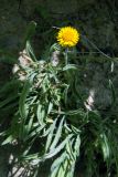 Erigeron cabulicus