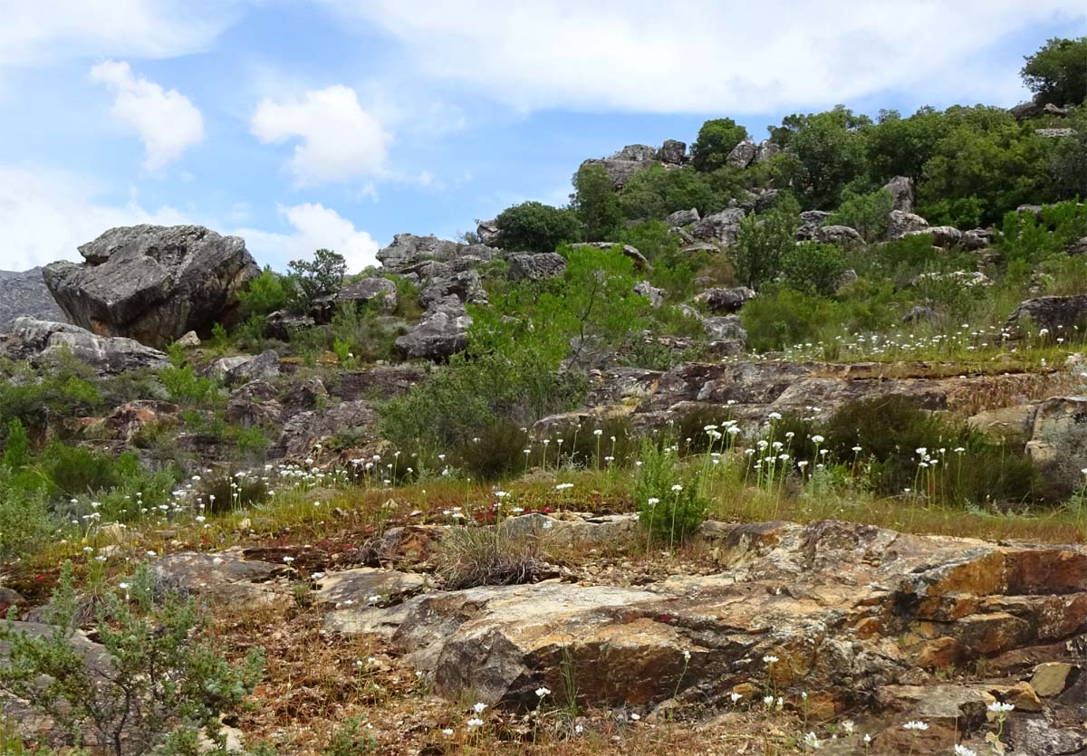 Image of Ornithogalum thyrsoides specimen.