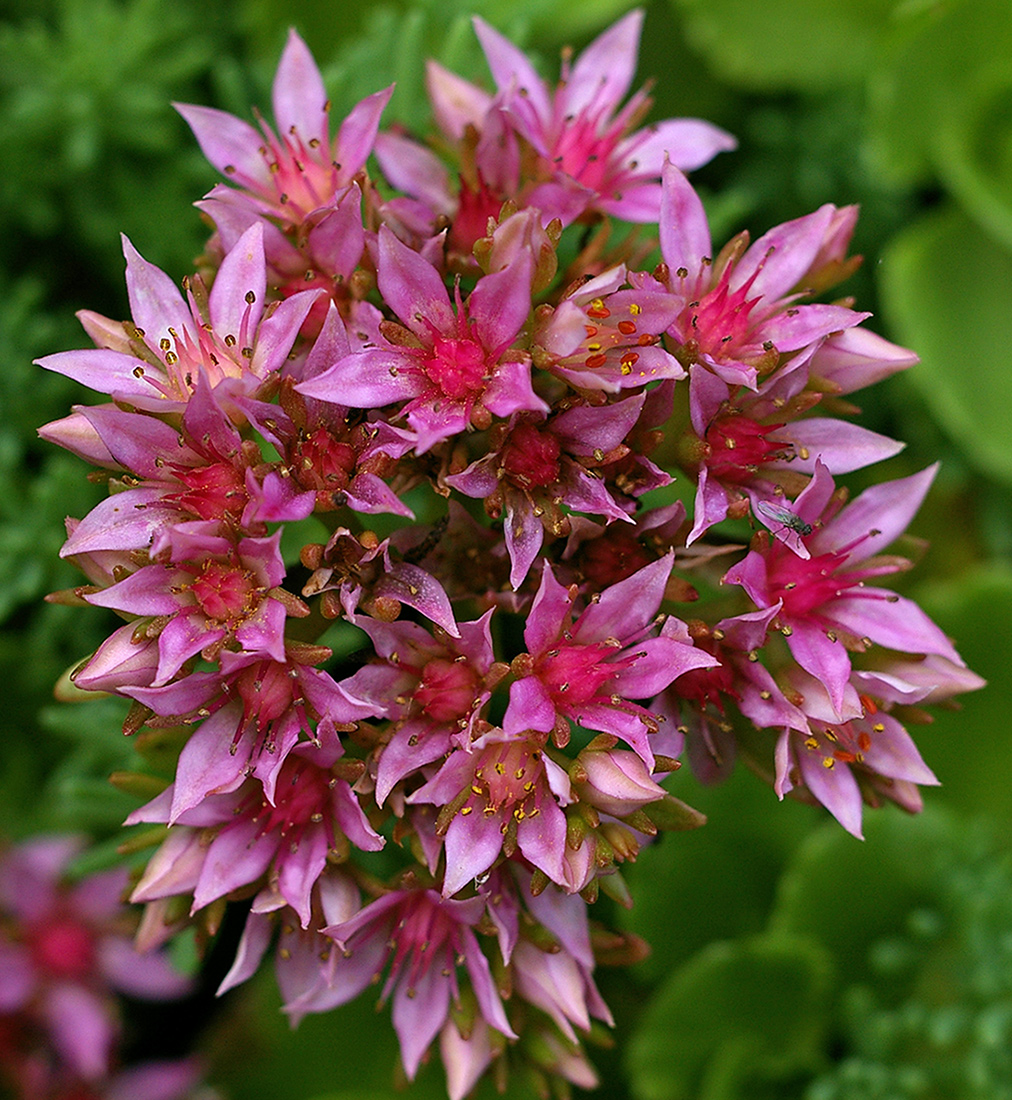 Image of Sedum spurium specimen.