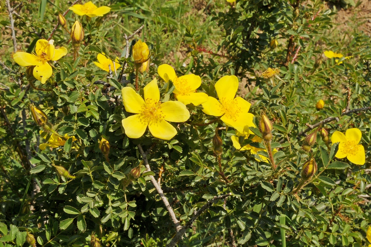 Image of Rosa kokanica specimen.