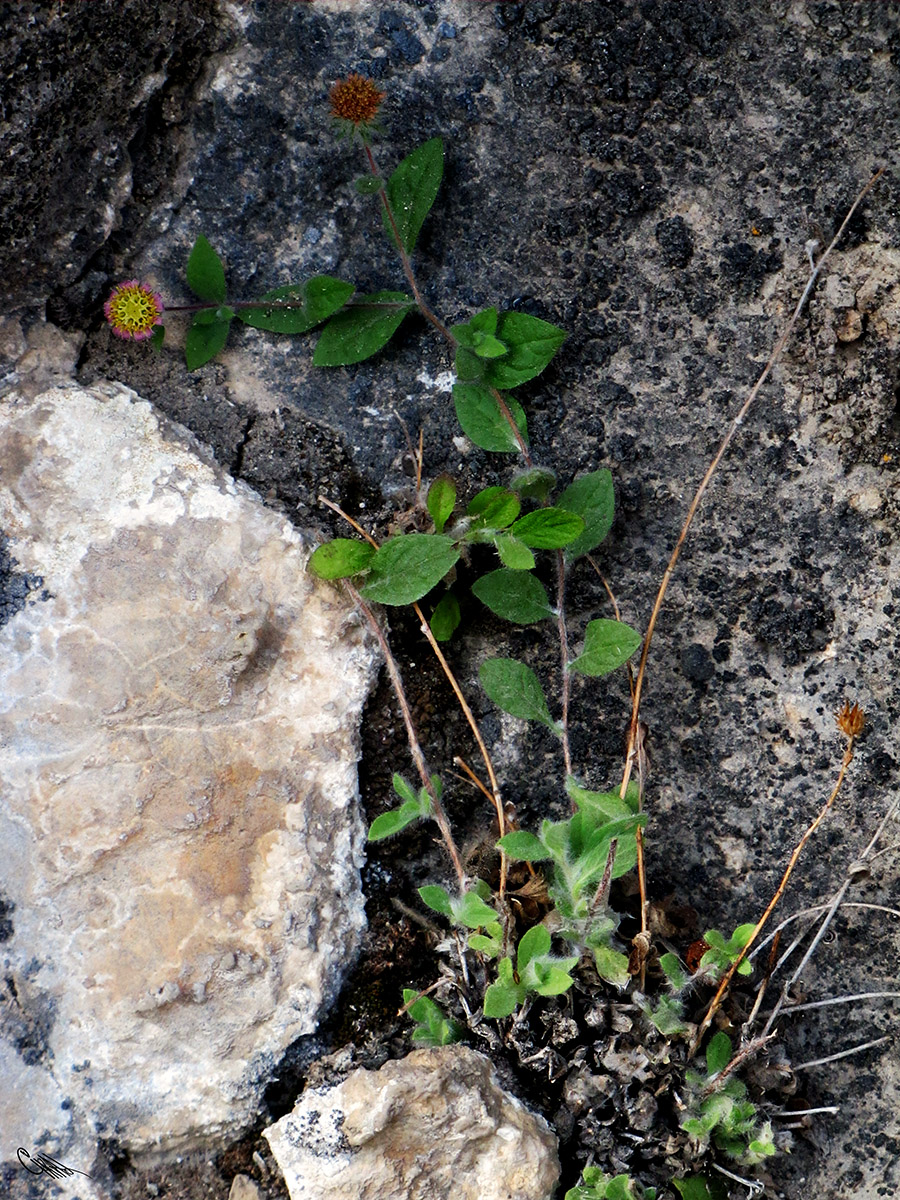 Image of Pentanema albertoregelia specimen.