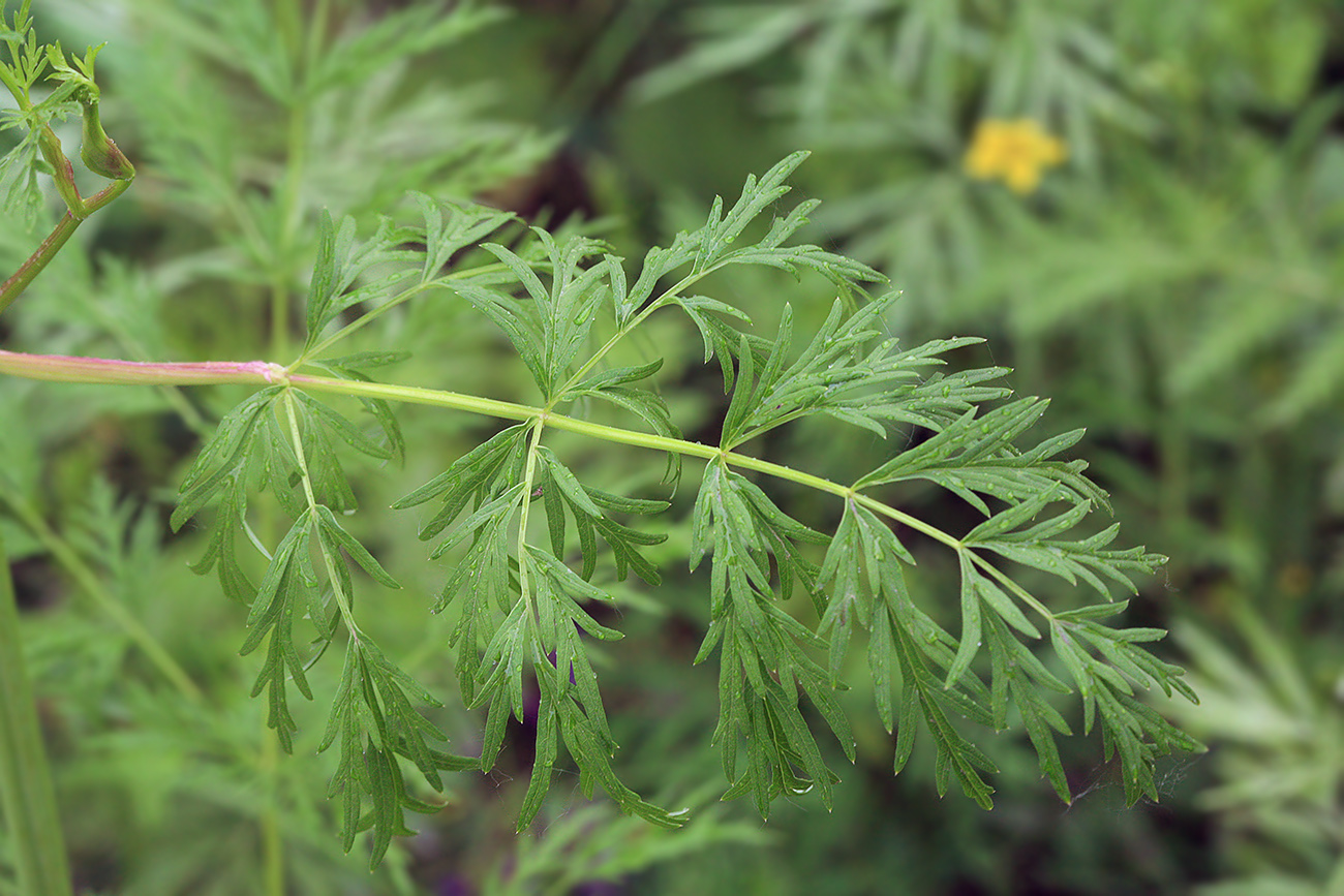 Image of Seseli seseloides specimen.